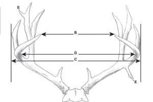 What Makes A 160 Inch Mule Deer? Basic Field Judging. – Flat Tops ...