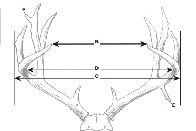Mule Deer Size Chart