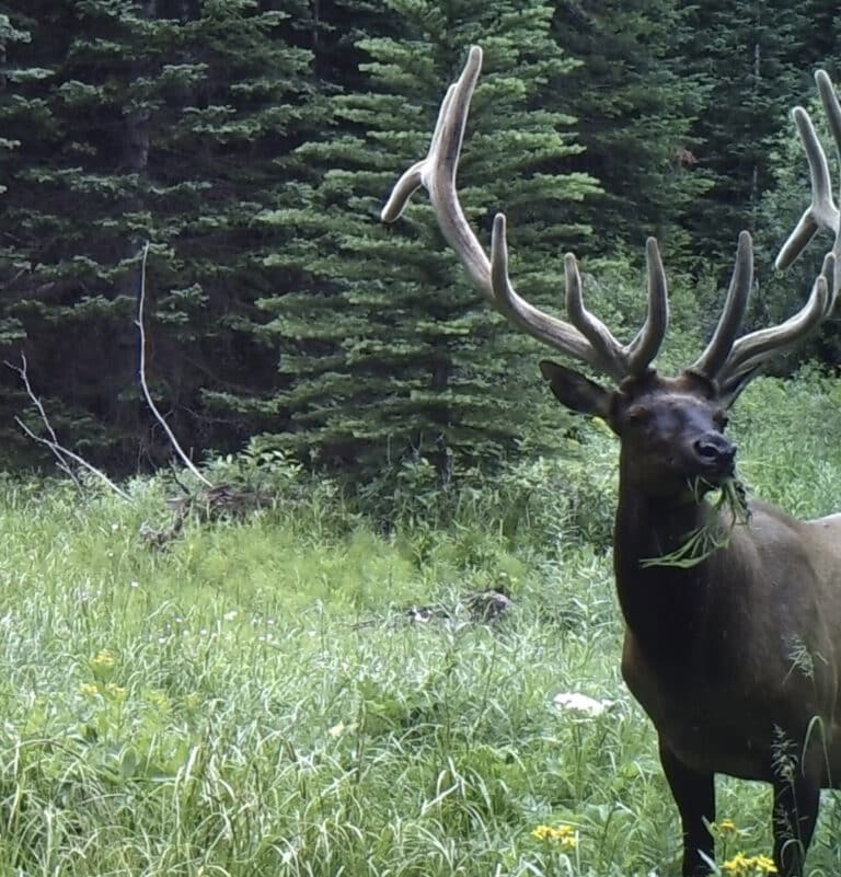 Guide to the Colorado 2022 Big Game Draw For Elk, Mule Deer, and Bear